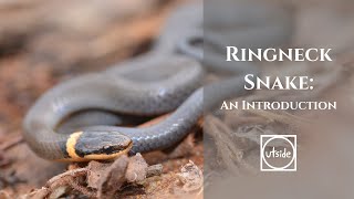 Ringneck Snake An Introduction [upl. by Noj]