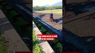 train racing horses to walk on the racetrack shorts horsewalking horse racehorse horseracing [upl. by Alisun]