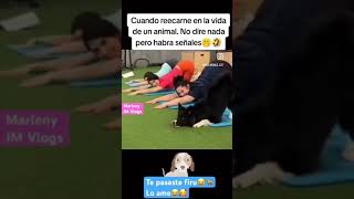 Perro yogui parati humor perroschistosos shortsviral viralvideo [upl. by Akimahs]