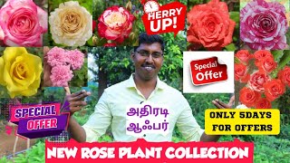 NEW ROSE PLANT COLLECTION OFFERS  BEST ROSE PLANTS ONLINE SALES RARE COLOR ROSE rose online [upl. by Latyrc]