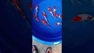 Koi Show Quality Super koiblitar koi fish fishing koilover ikankoiblitar koifish [upl. by Crosby]