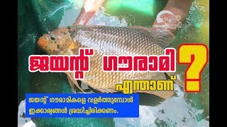 Giant gourami  എന്താണ് ജയന്റ് ഗൗരാമി giantgourami [upl. by Liam959]