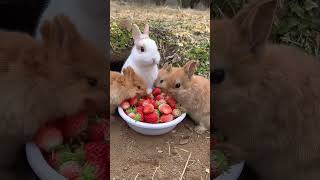 A group of rabbits eat strawberries and are cute Rabbits Little cute pets in the countryside [upl. by Nnyloj]