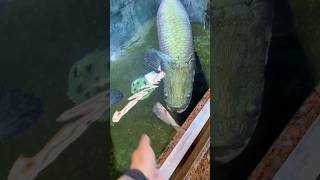 Arapaima monster 🤯 attack 😬 ytshorts shortsfeedshorts arapaimatrendingviralvideo fishingfyp [upl. by Ennaillek797]