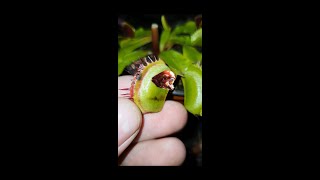 Caracol vs Planta Carnívora carnifans plantascarnivoras venusflytrap carnivorousplants [upl. by Aikrahs]