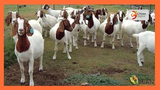 Kenyas Gold  Rearing Boer Goats  Gold Feature [upl. by Radu84]