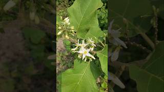 TAKOKAK ‼️ SOLANUM TORVUM takokak solanum solanumtorvum [upl. by Libyc]