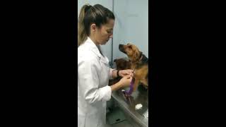 quotHo paura ma mi fido di tequot lo sguardo del cane alla veterinaria è un colpo al cuore [upl. by Arammat]