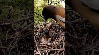 Rufous treepie bird babies P 6 short ytshortsvideo [upl. by Rivkah609]