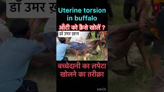 Uterine torsion in buffalo l dr Umar khan [upl. by Havens]