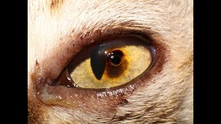 Everything you need to know about corneal sequestra in cats [upl. by Phedra]