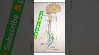 Central nervous system ll Human body nervous system abhijeetpharmacy [upl. by Angelina]