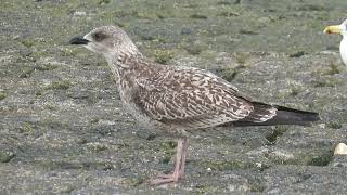 Lesser Blackbacked Gull Larus fuscus Maasvlakte ZH the Netherlands 13 Oct 2024 28 [upl. by Musette241]