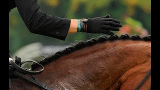 The Must Know Basics of Petting Your Horse [upl. by Farlee]