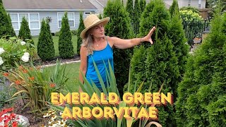 Emerald Green ArborvitaePlant Of The Week [upl. by Hterrag]