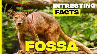 Unveiling the Secrets of the Fossa Apex Predator of the Malagasy Rainforest [upl. by Vladi]