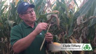 Evaluation of Corn Plants for Crown and Stalk Rots [upl. by Kalfas]