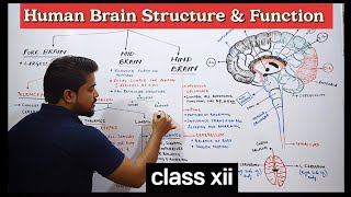 Brain structure and function  CNS  class xii [upl. by Hamlet]