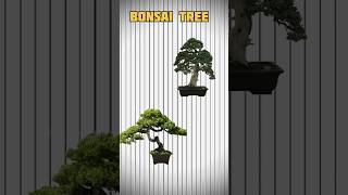 Amazing Bonsai tree shortsindia naturelovers [upl. by Sherri]