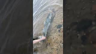 Big Rock fish in the river  rockfish rockfishing fishing limitsby9 river spinner [upl. by Atterehs]