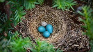 Robins nest with a brownheaded cowbird egg [upl. by Reywas960]