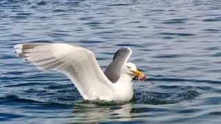 Hungry much Seagulls at its best Catching fishsomehow Etnefjord Norway HD [upl. by Wiebmer]