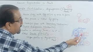 Double Fertilisation in Flowering Plants cbse cbsebiology reproductioninplantscbse motivation [upl. by Cutlor]