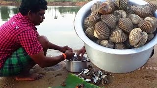 Cockle Bivalve Catch n cook spicy recipe  Oyster shellfish Roasted recipe in village [upl. by Ykcin]