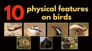 10 PHYSICAL FEATURES ON BIRDS [upl. by Yssirhc]