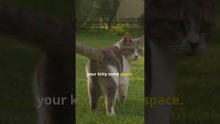 Why Do Cats Twitch Their Tails 🐈➡️👀 [upl. by Ylesara]