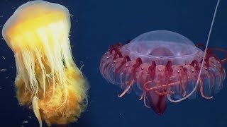 Deep Ocean 10 Hours of Relaxing Oceanscapes  BBC Earth [upl. by Emmer561]