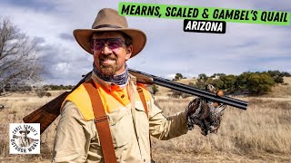 Arizona Quail Slam Mearns Scaled amp Gambels [upl. by Michale457]