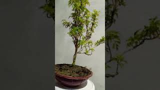 bonsai aralia [upl. by Laohcin]