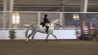 Video of Anthemis Z ridden by Jordan Lubow from ShowNet [upl. by Omissam878]