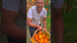 Citrus season 🍊china nature food trendingshorts [upl. by Einnal]