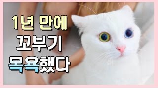 1년만에 고양이 목욕  얌전한 꼬부기의 미모 보세요 😍 [upl. by Orat54]