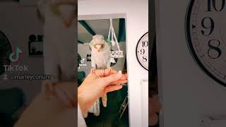 Apprentissage du rappel pour Rita birds conure parrot conureparrot [upl. by Ramaj728]