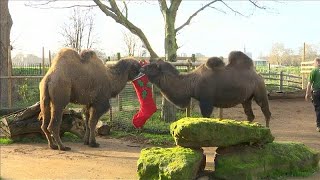 Londra il natale arriva anche per gli animali dello zoo [upl. by Hillari458]