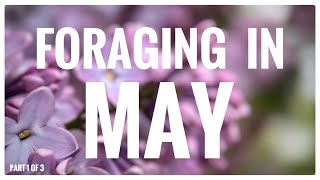 Foraging in May Part 1 of 3  UK Wildcrafts Monthly Foraging Calendar [upl. by Jordain]