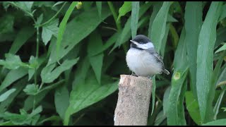 BlackCapped Chickadee Fledgling After Its First Flight [upl. by Yla]