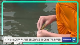 Fifth graders plant eelgrass in Crystal River to aid manatees [upl. by Scarrow]