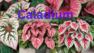 caladium floriculturenature [upl. by Rawdan]