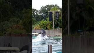 This dolphin moves in reverse 😮 seaworld seaworldorlando [upl. by Sonnnie]