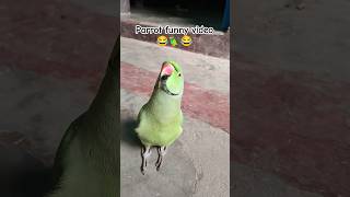 Funny parrot video 😂🦜😱shorts funnyparrot funnyvideo funny funnycomedy mithubeta viralvideo [upl. by Patric664]