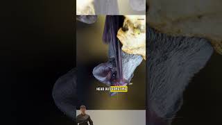 Dangerous Game Snake Whip vs Young Bat animals survival nature snake wildlife [upl. by Alexi]