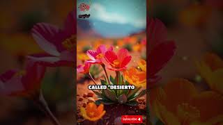 The Desert That Blooms  wooow facts about the world  facts [upl. by Brenza]