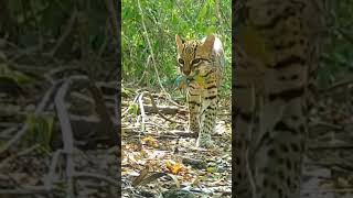 El felino más pequeño de América  El Tigrillo tigrillos ocelote felinos [upl. by Laamaj]