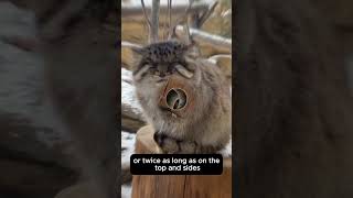 Top 5 facts about Manul cats [upl. by Nevram]