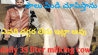 daily 35 liter milk capacity cow price which cow gives 35 liter milk per day [upl. by Assenev]