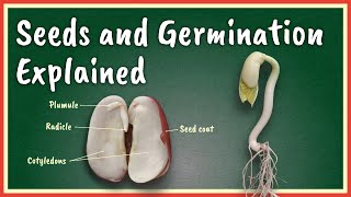 Seeds and Germination Explained [upl. by Ayikin]